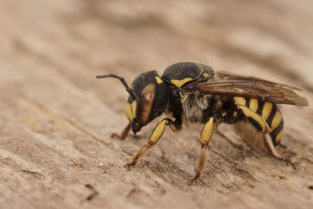Detailed closeup of a female of the Florentine Woolcarder Bee, Anthidium florentinumの写真素材