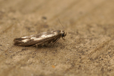 Detailed closeup on the small goosefoot owlet, chenopodium scythris moth , Scythris limbella sitting...