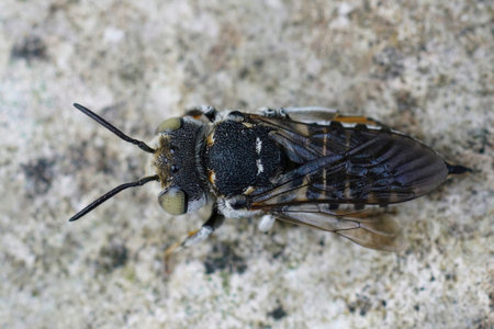 Detailed dorsal closeup on a white Mediterranean colored female kleptoparasite bee, Coelioxys...
