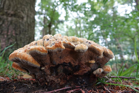 Natural closeup on an old aged undulating or velvet top fungus mushroom, Phaeolus schweinitzii