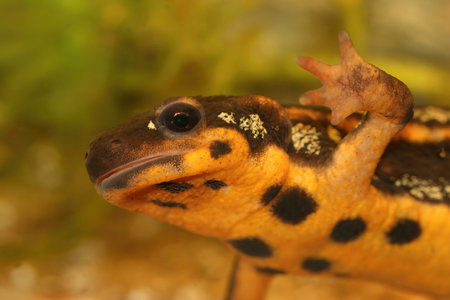 Detailed closeup on a colorful Japanese sword-tailed firebellied newt, Cynops ensicauda popei, endemic to the Riu Kiu archipelagoの写真素材