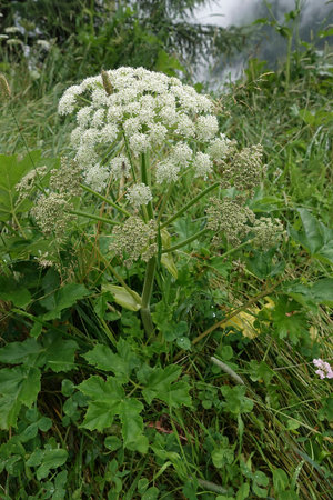 Natural vertical closeup on aa white flowering cow parsnip or hogweed, Heracleum sphondylium