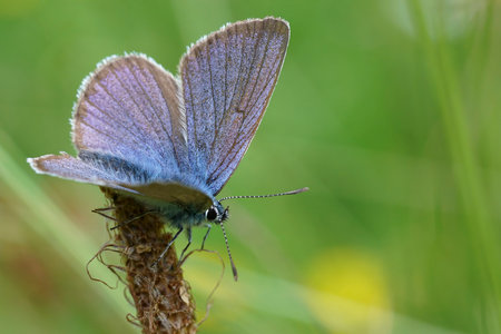 Natural colorful closeup on a Mazarine blue butterfly, Cyaniris semiargus sitting with open wings in the meadowの写真素材