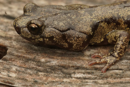Detailed closeup on the head of an adult Clouded salamander, Aneides ferreus in northern California