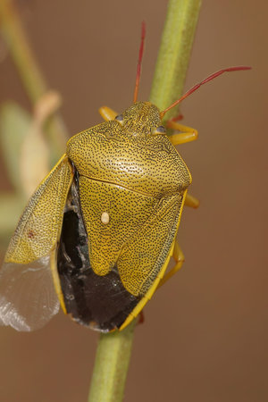 Natural vertical closeup on a colorful adult gorse shield bug,Piezodorus lituratus sitting on...