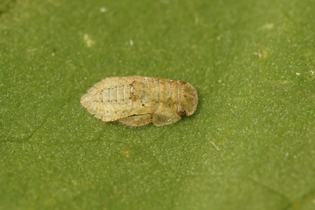 Natural closeup on the bizarre nymph of an eared leafhopper, Ledra aurita, sitting on a green leaf