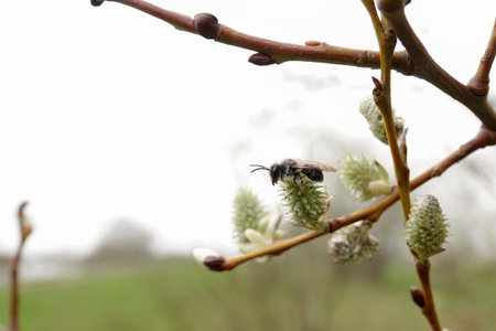 Natural low angle closeup on a male Grey-backed mining bee, Andrena vaga on a Willow, against a...