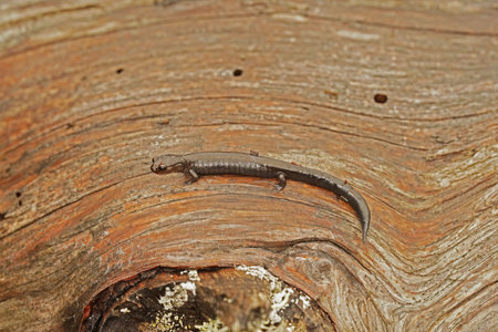 Natural closeup on a black adult of the endangered Del Norte salamander, Plethodon elongatus sitting on woodの写真素材