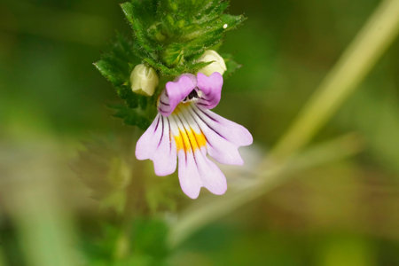 Natural colorful closeup on the small, fragile looking eyebright wildflower, Euphrasia officinalis