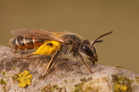 Natural closeup on a cute female red bellied miner bee, Andrena ventralis loaded with yellow pollen, sitting on a piece of woodの写真素材