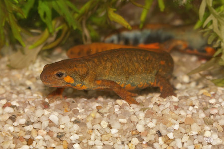 Detailed closeup on a female of the endangered Chuxiong fire-bellied, Cynops cyanurus, in an aquariumの写真素材