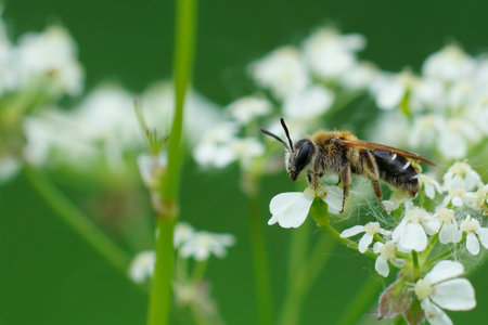 Natural closeup of a female short-fringed mining bee on white flowers of cow parsley