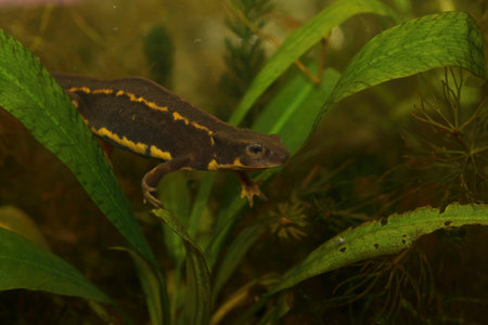Detailed closeup on an the endangered aquatic Japanese Riu-Kiu sword-tailed newt, Cynops ensicauda in an aquariumの写真素材