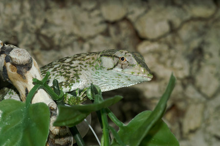 Detailed closeup on a smooth-backed bush anole or common monkey lizard, Polychrus auduboni in a terrariumの写真素材