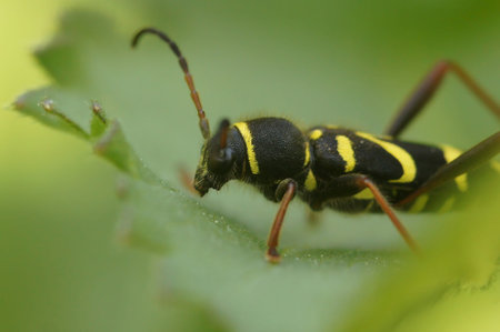 Natural closeup on a colorful harmless wasp-mimicking longhorn beetle, Clytus arietus .