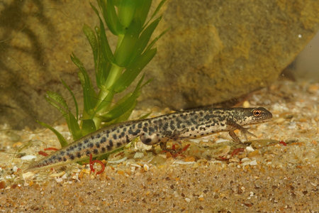 Detailed closeup on a male of the small Italian newt, Lissotriton italicus