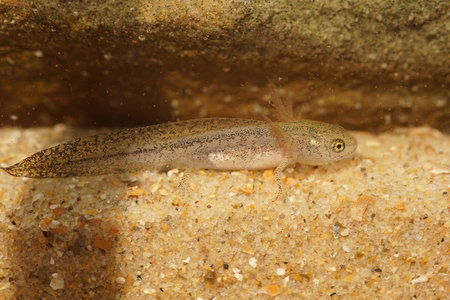 Detailed closeup on larvae of the Italian newt, Lissotritron italicus