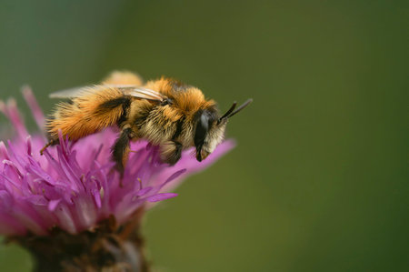 Natural colorful closeup on a fluffy female Pantaloon bee, Dasypoda hirtipes, sitting on a purple...