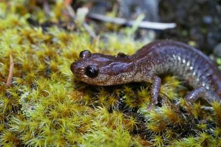 Natural closeup on the rare California scott barr salamander, Plethodon asupak sitting on a moss covered stoneの写真素材