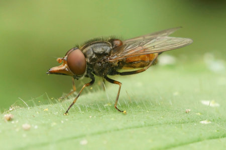 Natural closeup on a red Common Snout hoverfly, Rhingia campestris cleaning it's wings