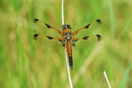 Natural closeup on a our-spotted chaser dragonfly, Libellula quadrimaculata, perched on a twigの写真素材