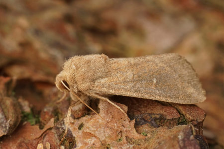 Natural Detailed closeup on the white-point owlet moth, Mythimna albipuncta sitting on wood