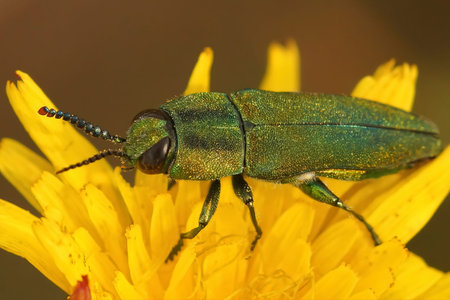 Detailed closeup on a colorful jewel beetle from the Gard, Anthaxia hungarica sitting on a yellow...