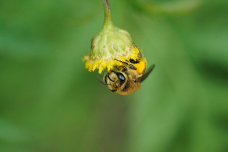 Natural closeup on a Davies' Colletes daviesanus female, hanging downwards on a yellow Tansy flower,...