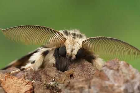 Detailed facial closeup on the black arches or nun moth, Lymantria monacha, sitting on wood in the...