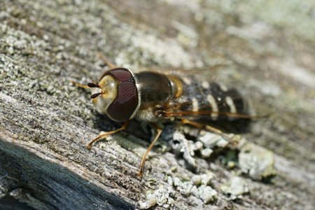 Natural closeup on a Eurasian Smoothwing hoverfly, Scaeva pyrastri , sunbathing on a pole