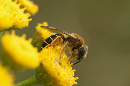 Natural closeup on a Red-legged furrow bee, Halictus rubicundus sitting on a yellow Tansy flower,...
