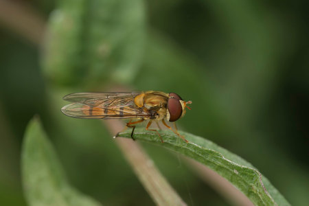 Closeup on a marmalade hoverfly, Episyrphus balteatus, sitting on a perched grass leaf in the garden