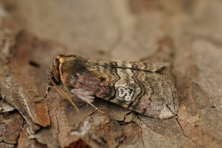 Natural closeup on the figure of eighty moth, Tethea ocularis sitting on woodの写真素材