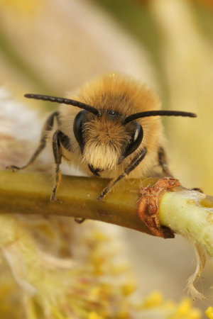 Natural facial closeup of the male vernal colletes or spring mining bee, Colletes cunicularius, on a...