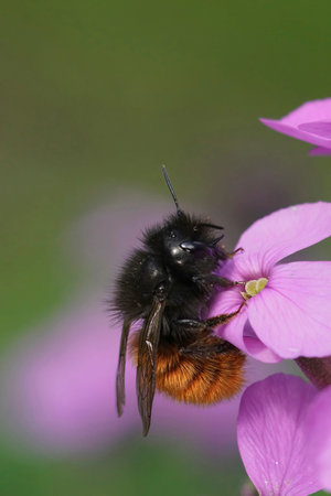 Natural colorful closeup on a female European orchard mason bee, Osmia cornuta on a purple English...