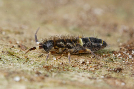 Natural close-up shot of the common belted springtail Orchesella cincta on wood in the garden