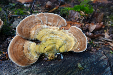 Natural closeup on a lightbrown colored gilled polypore or birch mazegill mushroom, Lenzites betulinusの写真素材