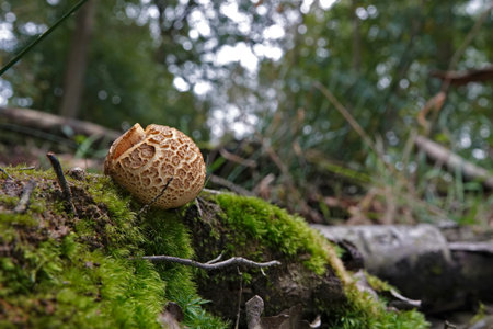 Natural closeup on the common earthball or pigskin poison puffball mushroom, Scleroderma citrinum on the forest floorの写真素材