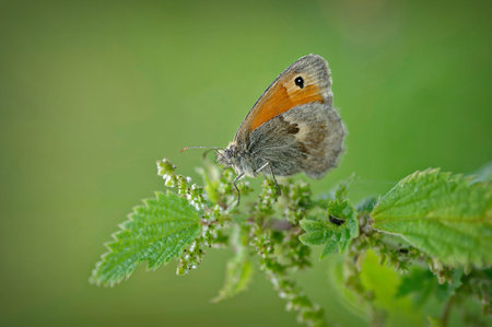 Natural closeup on the Small Heath butterfly, Coenonympha pamphilus against a green background