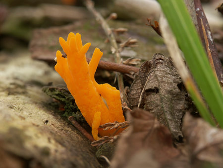 Natural closeup on an orange colored is a jelly fungus, the yellow stagshorn, Calocera viscosa
