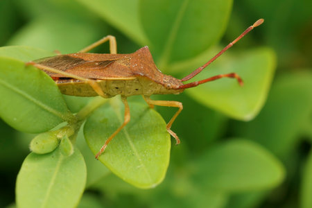 Natural closeup on an adult Box bug, Gonocerus acuteangulatus posing on a green leaf in the gardenの写真素材