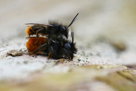 Natural closeup on a male and female copulation of the European orchard mason bee , Osmia cornuta in the gardenの写真素材