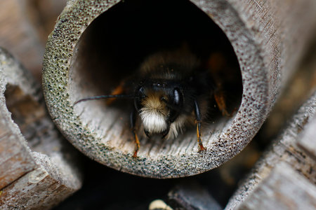 Natural closeup on a colorful fluffy male European horned mason bee, Osmia cornuta at at a nest in the bee-hotelの写真素材