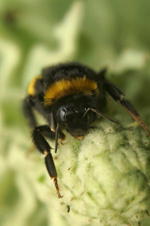 Natural vertical closeup on a queen Buff-tailed bumblebee, Bombus terrestris, sitting on vegetation