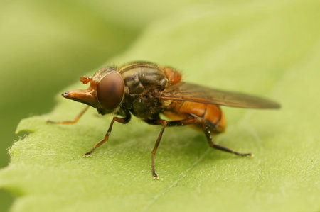 Detailed closeup on a red Common Snout hoverfly, Rhingia campestris sitting on a green leaf