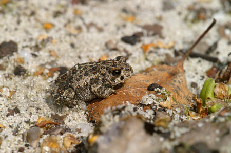 Natural closeup on a small juvenile of the endangered European Natterjack toad, Bufo calamita sitting on the groundの写真素材