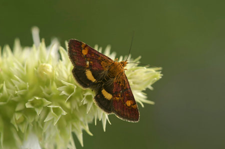 Natural closeup on the colorful mint moth, Pyrausta aurata, with spread wings on a white Agastache...