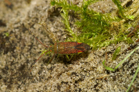 Natural closeup on a colorful mirid plant bug, Pantilius tunicatus walking on the ground