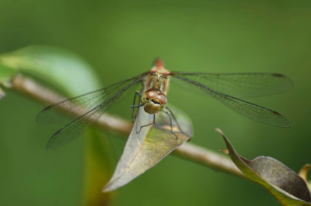 Natural frontal closeup on a Common darter dragonfly , Sympetrum striolatum perched on a leaf