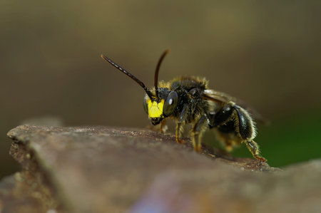 Natural closeup on a yellow-faced male Yellow loosestrife solitary bee, Macropis europae, sitting on...